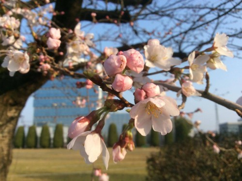 28331今日の桜