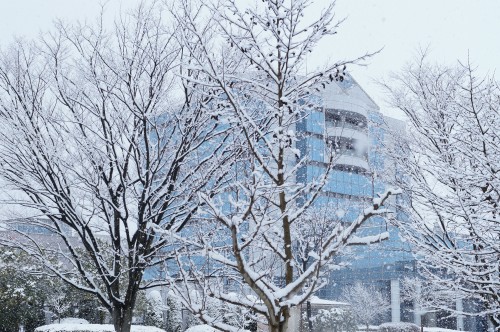 伊藤さん雪化粧